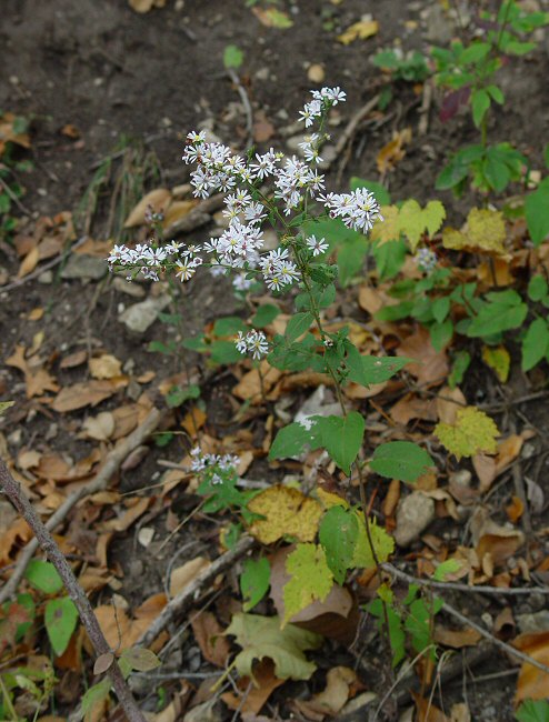 Symphyotrichum_drummondii_plant.jpg