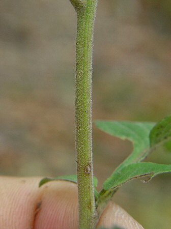 Symphyotrichum_drummondii_stem.jpg