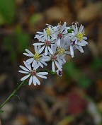 Symphyotrichum drummondii thumbnail