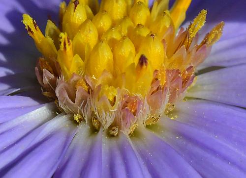 Symphyotrichum_laeve_florets.jpg