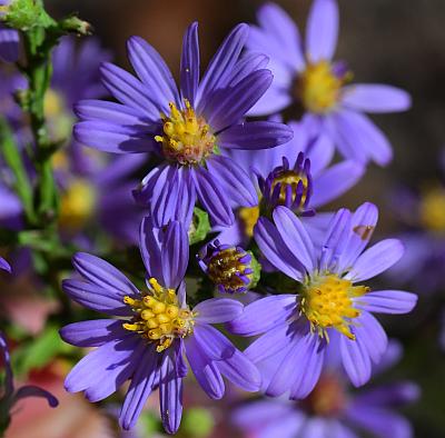 Symphyotrichum_laeve_heads.jpg