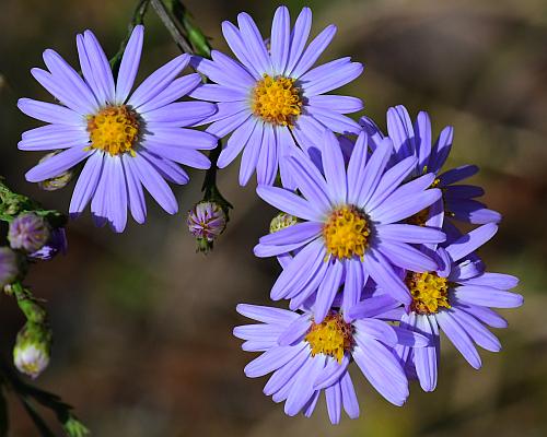 Symphyotrichum_laeve_heads2.jpg