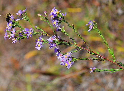 Symphyotrichum_laeve_inflorescence.jpg