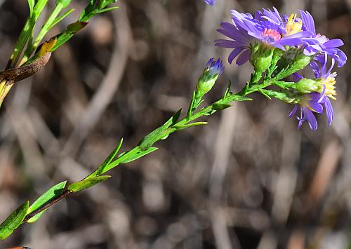 Symphyotrichum_laeve_inflorescence2.jpg