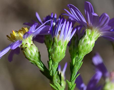 Symphyotrichum_laeve_involucres.jpg