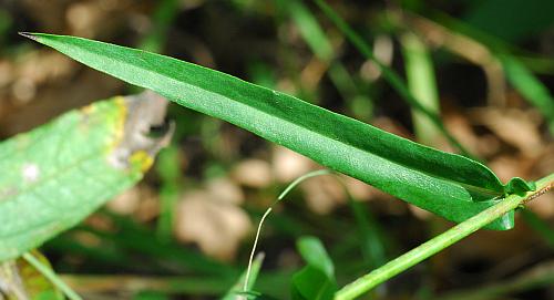 Symphyotrichum_laeve_leaf1.jpg