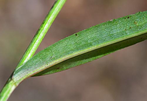 Symphyotrichum_laeve_leaf2.jpg