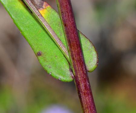 Symphyotrichum_laeve_leafbase.jpg