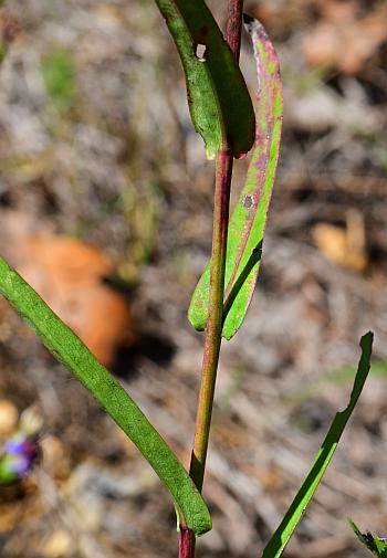 Symphyotrichum_laeve_leaves.jpg