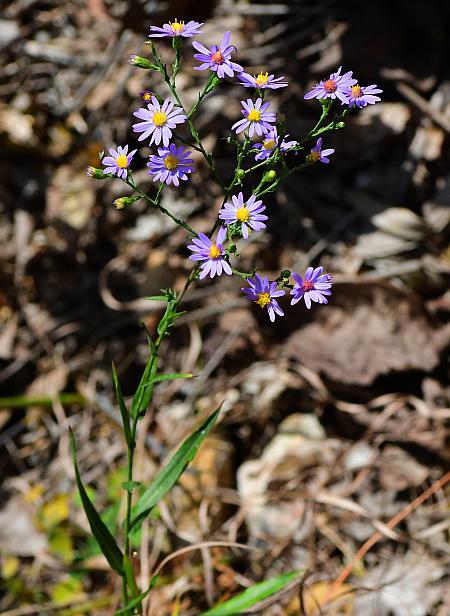 Symphyotrichum_laeve_plant.jpg