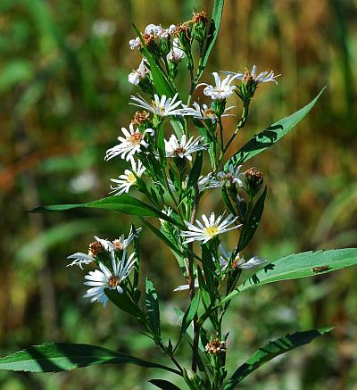 Symphyotrichum_lanceolatum_inflorescence.jpg