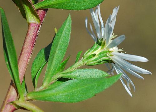 Symphyotrichum_lanceolatum_involucre.jpg