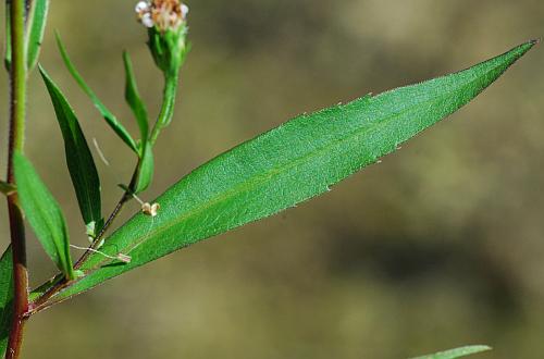 Symphyotrichum_lanceolatum_leaf1.jpg