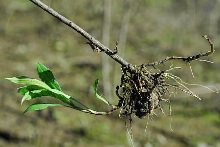 Symphyotrichum_lanceolatum_roots.jpg