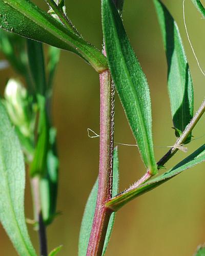 Symphyotrichum_lanceolatum_stem.jpg