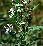 Symphyotrichum lanceolatum thumbnail