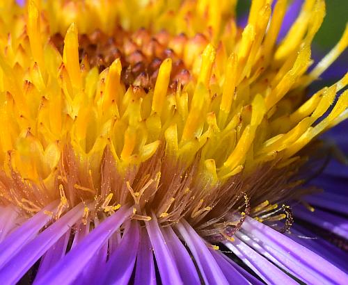 Symphyotrichum_novae-angliae_florets.jpg