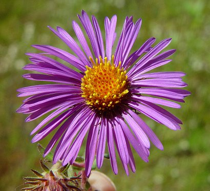 Symphyotrichum_novae-angliae_flowers1.jpg