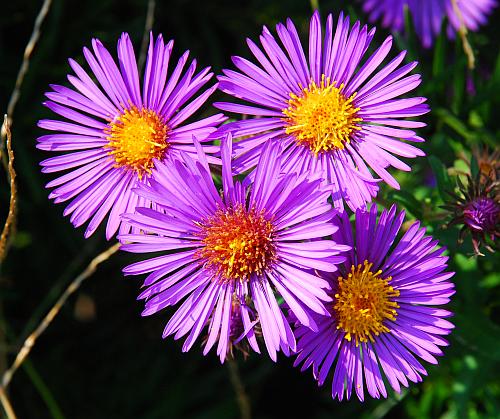 Symphyotrichum_novae-angliae_heads.jpg