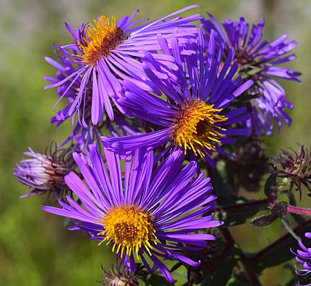 Symphyotrichum_novae-angliae_heads2.jpg