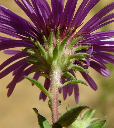 Symphyotrichum_novae-angliae_involucre.jpg