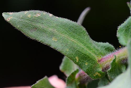 Symphyotrichum_novae-angliae_leaf1.jpg