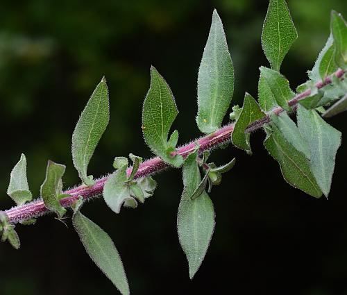 Symphyotrichum_novae-angliae_leaves.jpg