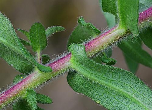 Symphyotrichum_novae-angliae_leaves2.jpg