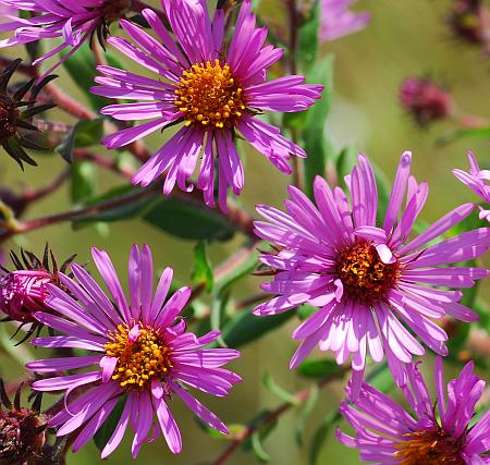 Symphyotrichum_novae-angliae_pink.jpg