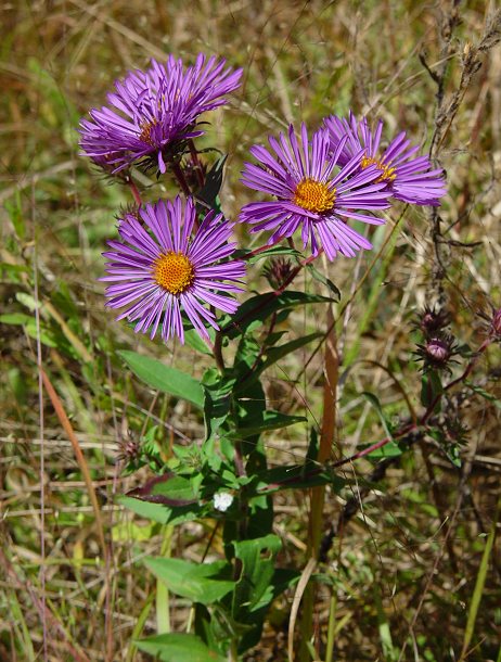 Symphyotrichum_novae-angliae_plant.jpg