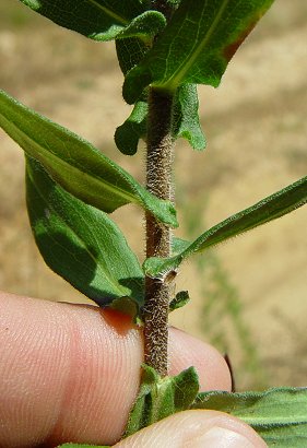 Symphyotrichum_novae-angliae_stem.jpg