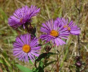 Symphyotrichum novae-angliae thumbnail