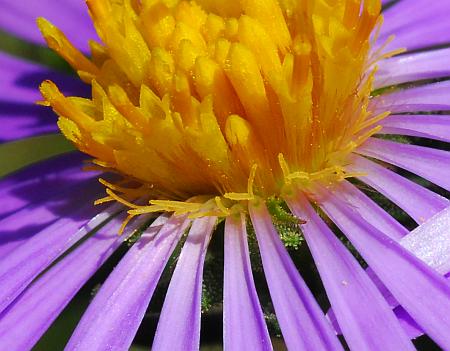 Symphyotrichum_oblongifolium_florets.jpg