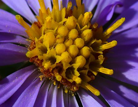 Symphyotrichum_oblongifolium_florets2.jpg