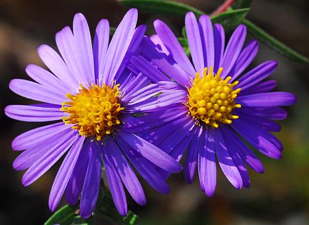 Symphyotrichum_oblongifolium_heads.jpg