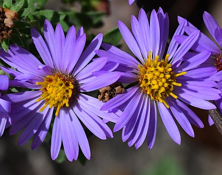 Symphyotrichum_oblongifolium_heads2.jpg