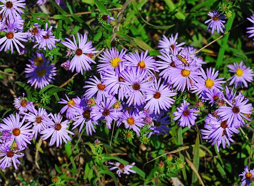 Symphyotrichum_oblongifolium_inflorescence.jpg