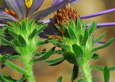 Symphyotrichum_oblongifolium_involucres.jpg