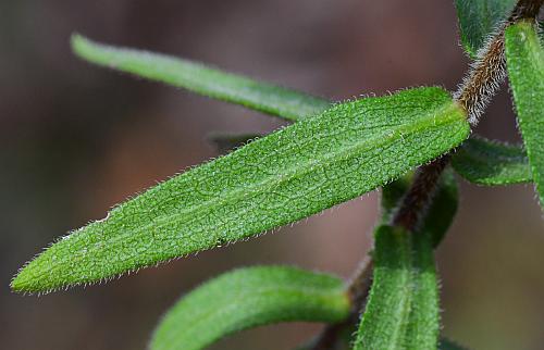 Symphyotrichum_oblongifolium_leaf2.jpg