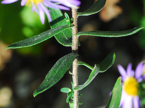 Symphyotrichum_oblongifolium_leaves2.jpg