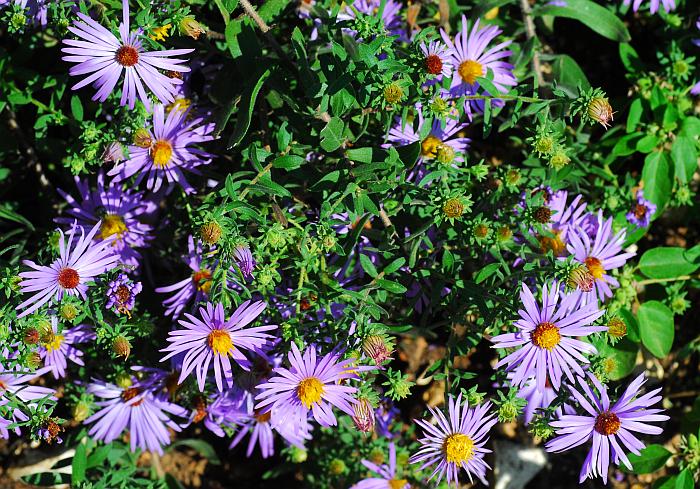 Symphyotrichum_oblongifolium_plant.jpg