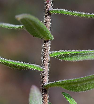 Symphyotrichum_oblongifolium_stem.jpg