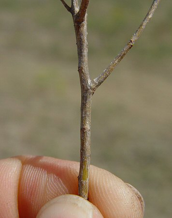 Symphyotrichum_oblongifolium_stem2.jpg