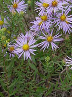 Symphyotrichum oblongifolium thumbnail