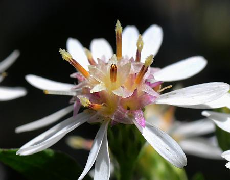 Symphyotrichum_ontarionis_florets.jpg