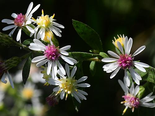 Symphyotrichum_ontarionis_heads.jpg