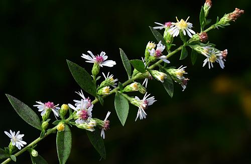 Symphyotrichum_ontarionis_inflorescence.jpg