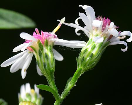 Symphyotrichum_ontarionis_involucre.jpg