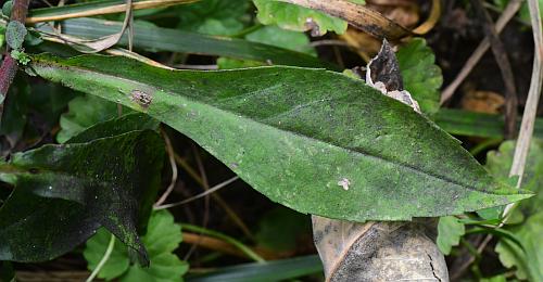 Symphyotrichum_ontarionis_leaf1.jpg