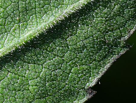 Symphyotrichum_ontarionis_leaf2a.jpg